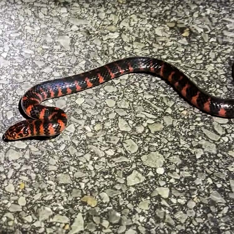 Snake Gallery Animal Control Solutions