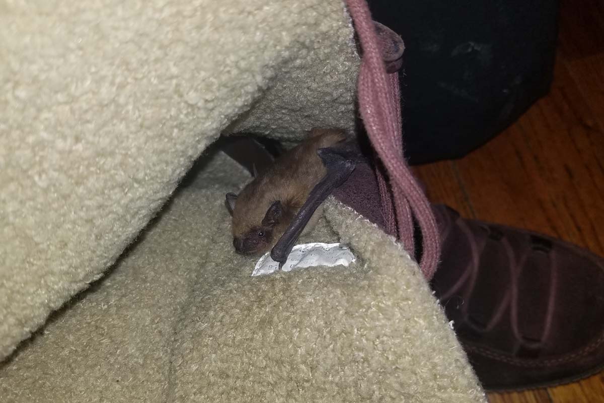 Bat on Homeowner inside the Home