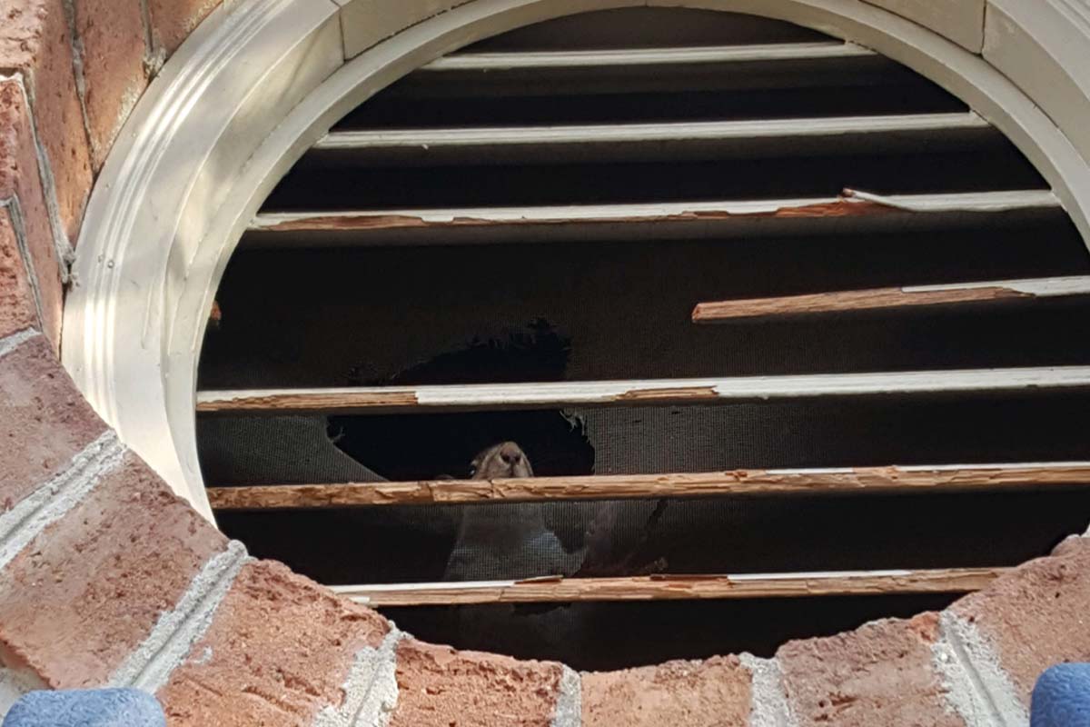 Wildlife activity near residential homes