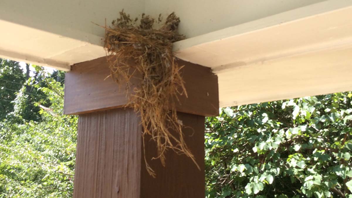 Safe & Effective Bird Removal and Control Cleveland, Ohio