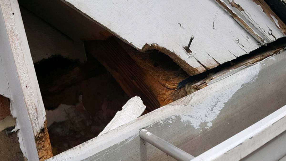 Professional raccoon damage repair in Cleveland