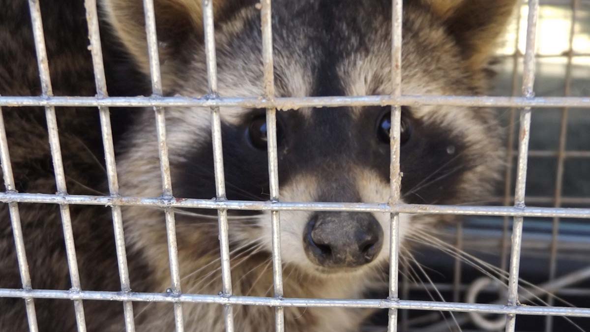 Expert Raccoon Removal in Cleveland, Ohio
