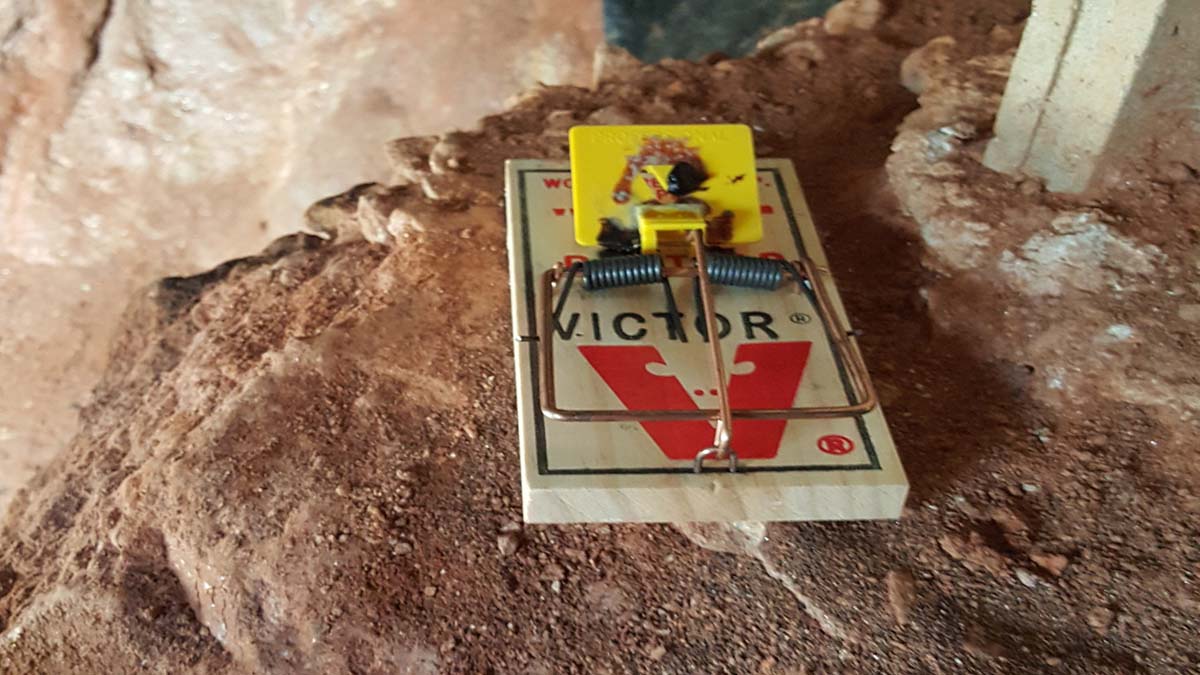 Control Rats in home Removal Cleveland, Ohio