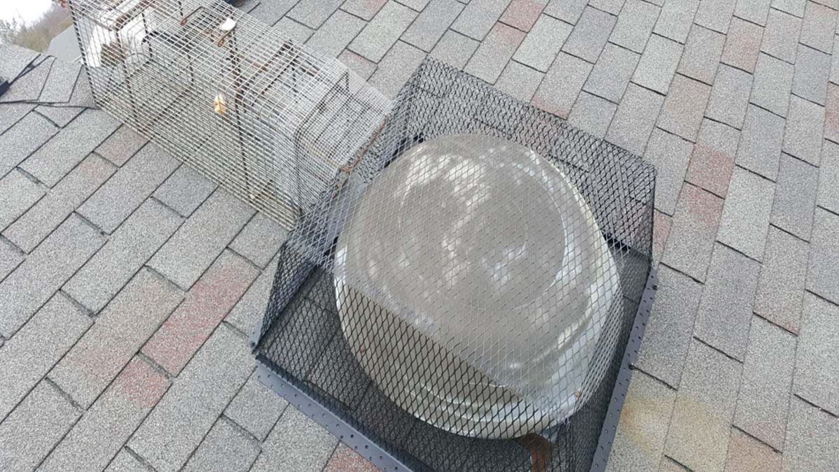 Help with squirrels in the attic Cleveland