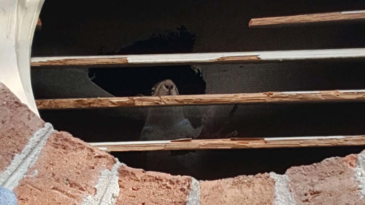 Expert Squirrel Removal in Cleveland, Ohio