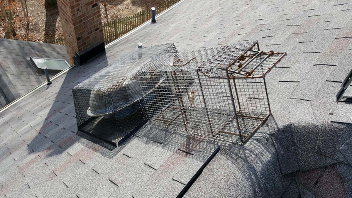 Texas Wildlife Removal Services - Live Trap on Roof