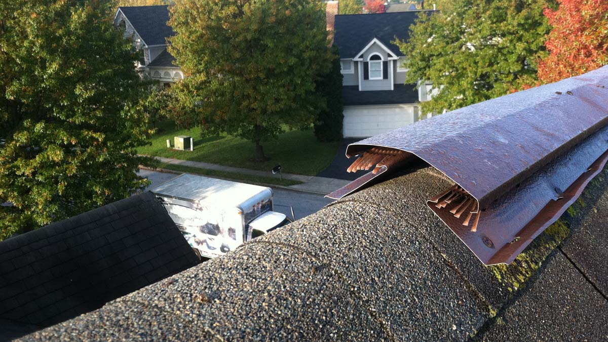 Wildlife Exclusion and Proofing Cleveland