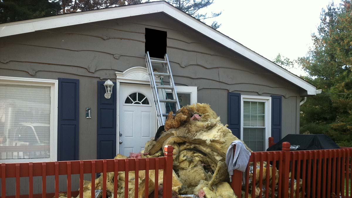 Wildlife in Attic Removal in Cleveland