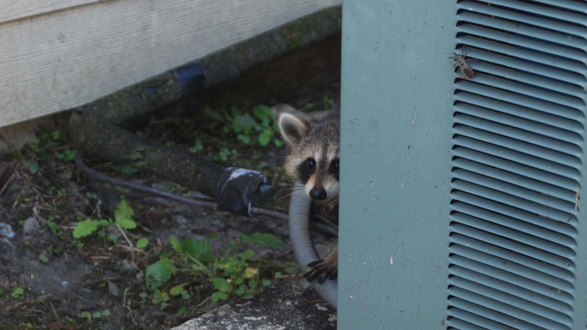 Wildlife Removal in Cleveland
