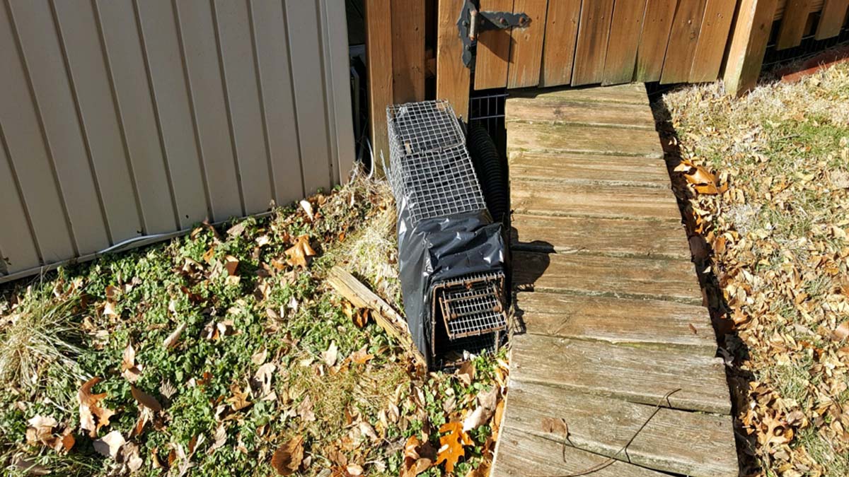 Wildlife Removal in The Woodlands TX - Trap Set