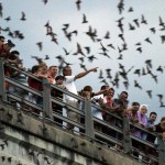 Bats in Houston Texas
