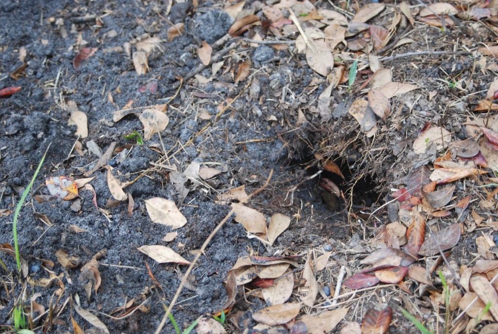 Armadillo Digging in my Yard St Augustine FL Animal Control Solutions