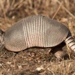 Armadillo Removala nd Control