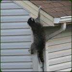 Raccoons in the Attic