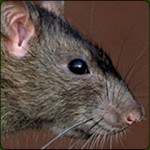 Rats Mice Removal and Control