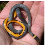 Ring Neck snake